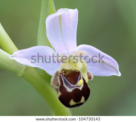 Bee orchid (Ophrys apifera), temperate climate Orchideacea, common in the Meditearranean region