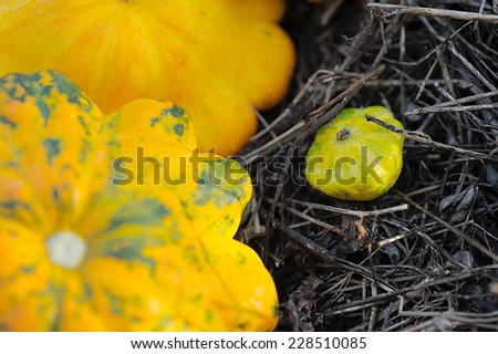 Yellow Squash; two larger and one smaller yellow squash on small sticks
