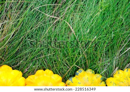 Patty Pan Squashes on Grass; patty pan squashes positioned on the bottom of the picture