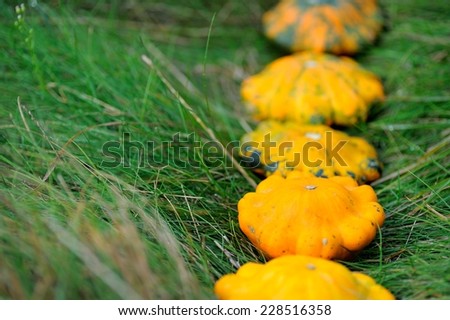 Patty Pan Squashes on Grass; patty pan squashes in a row with some blur effect