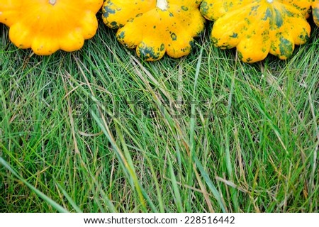 Patty Pan Squashes on Grass; patty pan squashes positioned on the top of the picture
