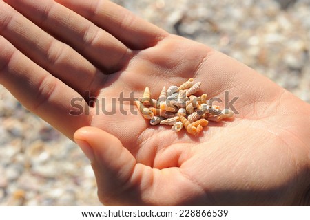 Seashell on Palm; a handful of seashells on a human palm with blurred sandy beach in he background