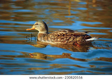 Floating Duck; a duck floating on waters of a pond