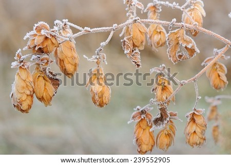Frozen Hops; Hop plant\'s hops in frost