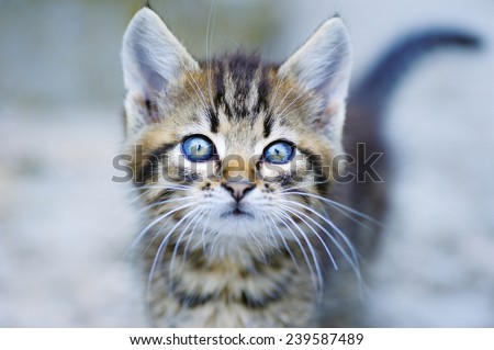 Little Kitten and Bokeh; a kitten with its tail in bokeh background