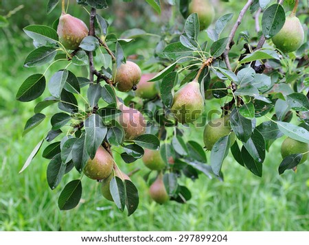 Crude Pears/crude pear fruits on pear tree with leaves