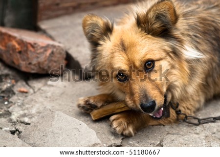 Chained dog with a bone