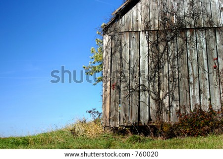 An old barn with a dead vine