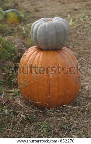 Someone\'s stacked their pumpkins that they\'re taking from the farm... one is a rare white pumpkin!