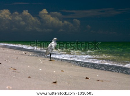 A shore bird hunts for its food