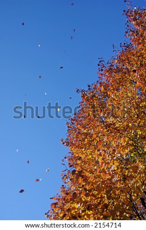 Fall leaves that are flying out of a bradford pear tree - wonderful autumn colors