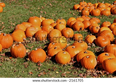 Pumpkins at the pumpkin patch