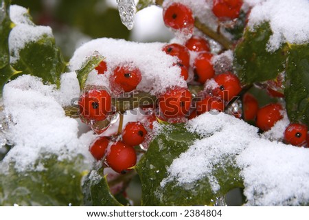 The results of the snow and ice storm that hit St. Louis, Missouri early in the winter of 2006. Here we wee holly and holly berries covered in ice and then snow.