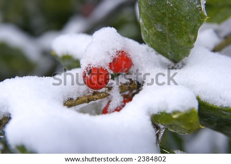 The results of the snow and ice storm that hit St. Louis, Missouri early in the winter of 2006. Here we wee holly and holly berries covered in ice and then snow.