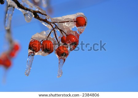 The results of the snow and ice storm that hit St. Louis, Missouri early in the winter of 2006, This shows a Hawthorn tree and its berries covered in ice and then snow on top.