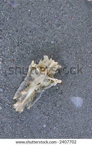The bones of a washed up fish that resemble Jesus on the cross. scientific name = bagre marinus (also called the Crucifish)