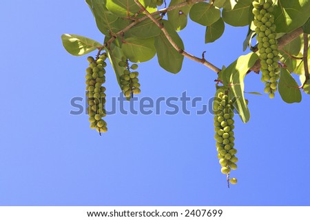 Sea grapes hanging from a tree on Sanibel Island, Florida