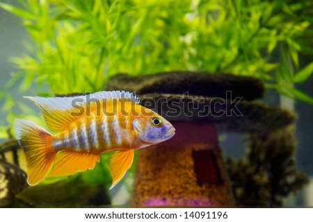 Colorful African Cichlids