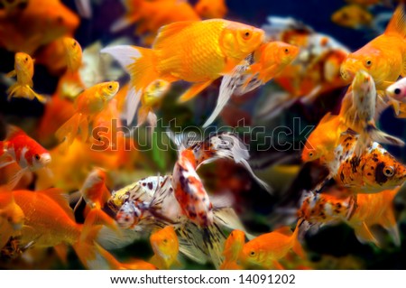 a large group of swimming goldfish in an aquarium - lots of motion and blurring some fish in focus - most are not
