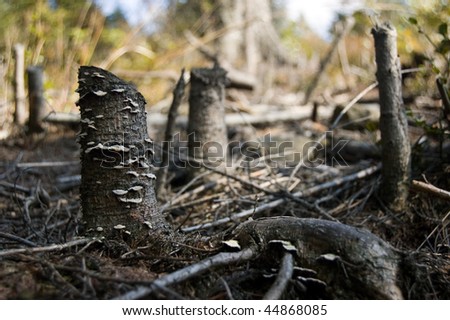 Dead trees after ecological disaster