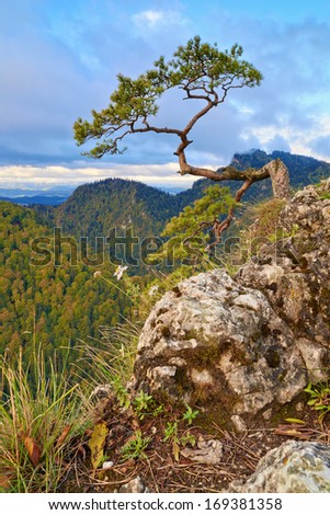 The relic pine at the top of mountain. The Dunajec River Gorge. Facimiech (668 m) and The Three Crowns (982 m) view from Sokolica mountain (847 m).
