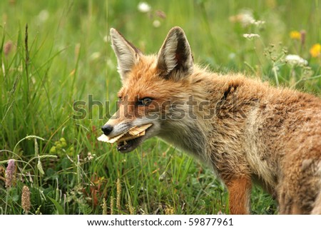 fox with food between your teeth