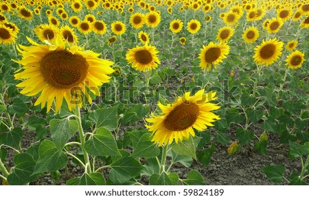 Horizontal photo of sunflower field in Tuscany