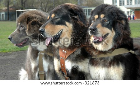 The Friendly three-tuple. Tibetan mastiff.