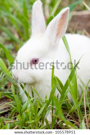 White bunny eating green grass