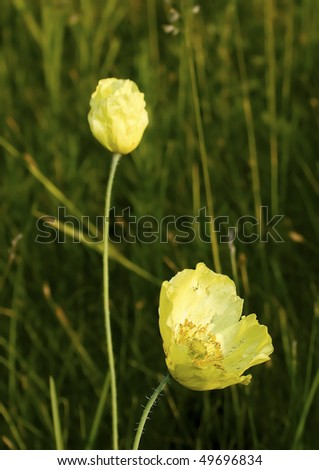 Yellow poppy against a green grass