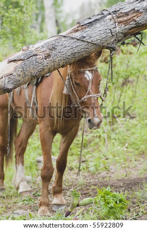 Horse of the shepherd adhered to the failed tree