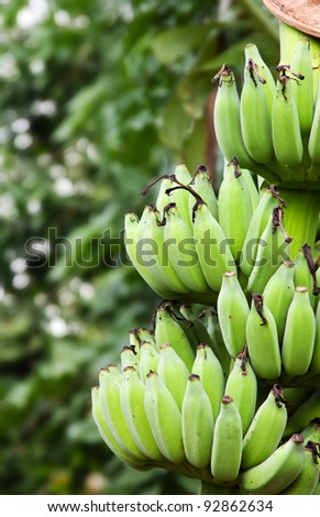 Green Unripe Bananas in Thailand