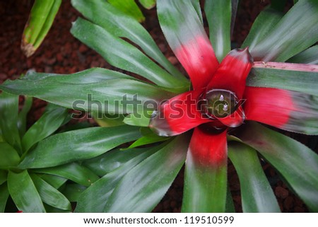Beautiful tropical flowers grow in jungle. Nature