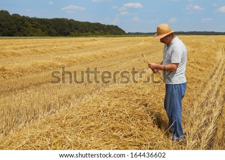 The man stands on a field with wheat. Rich harvest