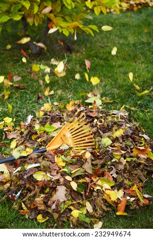 Yellow autumn leaves with rake in backyard