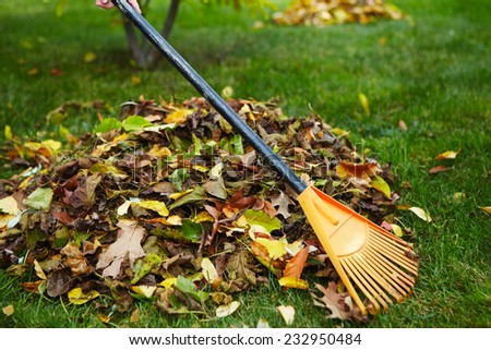 Yellow autumn leaves with rake in backyard
