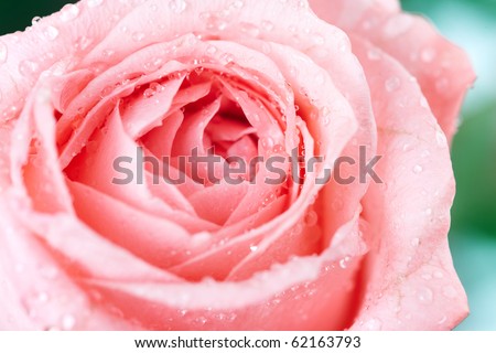 Rose flower. Over white background