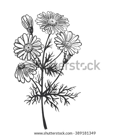 flower pharmaceuticals The swiss food company known as nestlé is now seeking a patent on nigella sativa, commonly known as fennel flower, black seed or black cumin this singular herb has been known to treat everything from fevers to skin rashes it has been used for centuries in impoverished countries throughout. flower pharmaceuticals The swiss food company known as nestlé is now seeking a patent on nigella sativa, commonly known as fennel flower, black seed or black cumin this singular herb has been known to treat everything from fevers to skin rashes it has been used for centuries in impoverished countries throughout.
