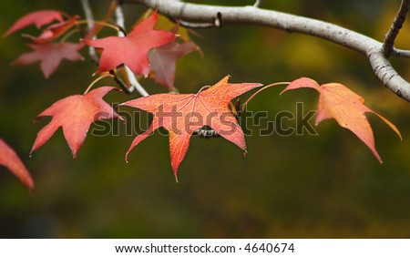 red leaves ready to fall from the branch