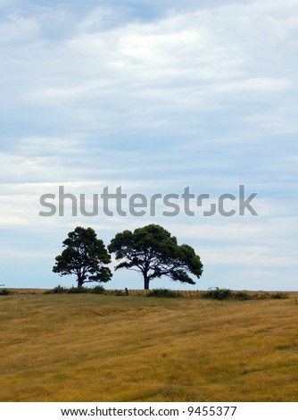 two trees in a field at dusk