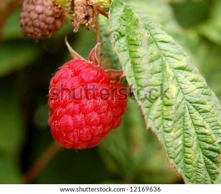 a ripe raspberry on a plant