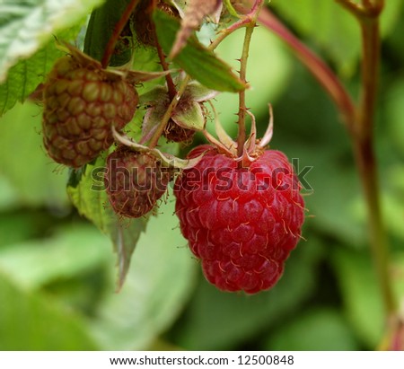 ripe and unripe raspberries on a plant