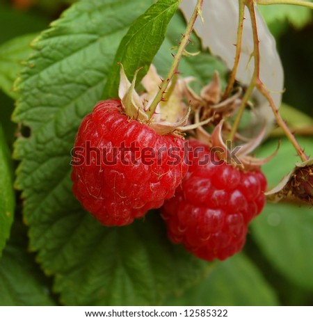 ripe  raspberries on a plant