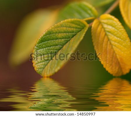 green leaves reflecting in the water, shallow depth of field