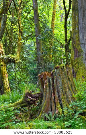 Enchanted old growth forest with the main focus on the old stump in the foreground
