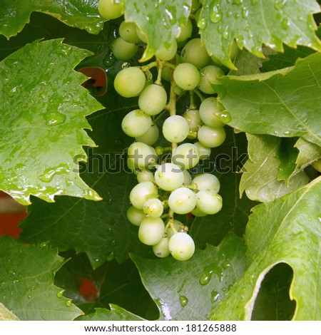 Bunch of white or green grapes covered in water droplets after rain, hanging from a vine growing up a brick wall