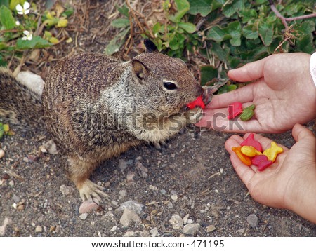 Squirrel eating out of a hand