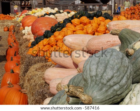 Fall Harvest at the farm. Pumpkins, squash, gourds