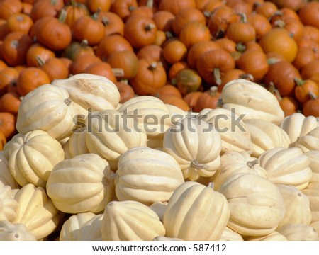 White acorn squash with orange mini pumpkins in the background