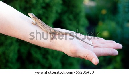 Sand lizard climbing human\'s hand